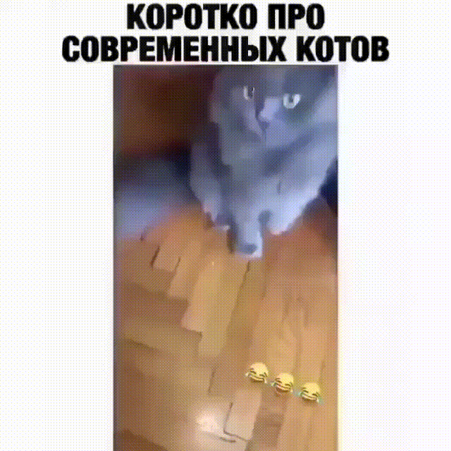 КОРОПЮ ПРО СОВРЕМЕННЫХ КОТОВ