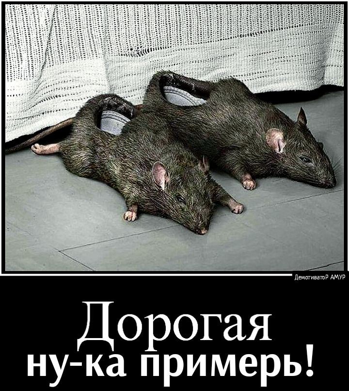 дщигивашв Дорогая ну ка примерь