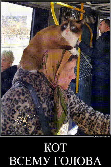 КОТ ВСЕМУ ГОЛОВА