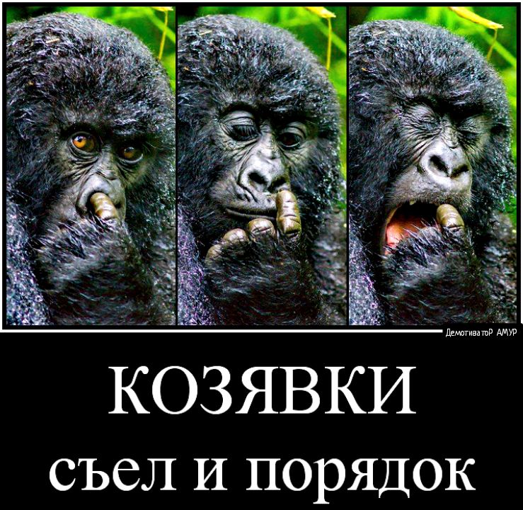 дднагивишд КОЗЯВКИ съел И порядок