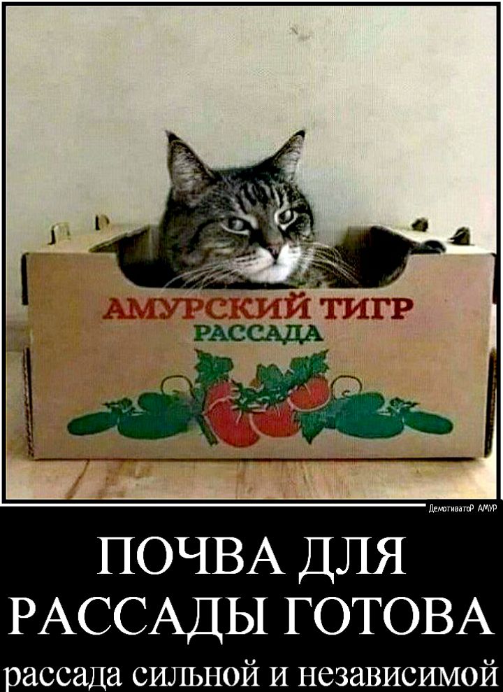 ПОЧВА ДЛЯ РАССАДЫ ГОТОВА рассада сильной И независимой