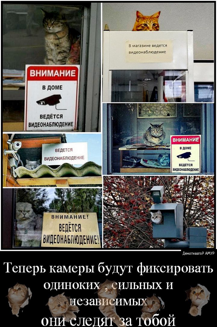 ведвтся ВИДЕОНАБЛЮДЕНИЕ дмитиватд АМУР Теперь камеры будут фиксировать одиноких сильных И 743 независимых о 3 они Следит за тобой