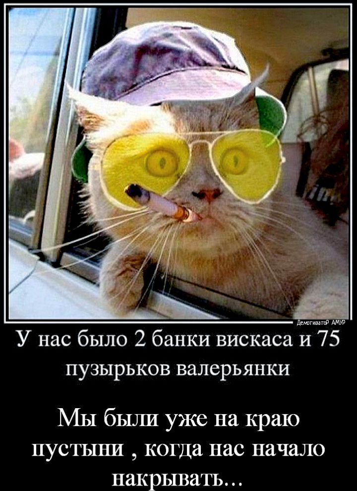 ддмагивмф У нас было 2 банки вискаса и 75 пузырьков валерьянки Мы были уже на краю пустыни когда нас начало накрыватъ