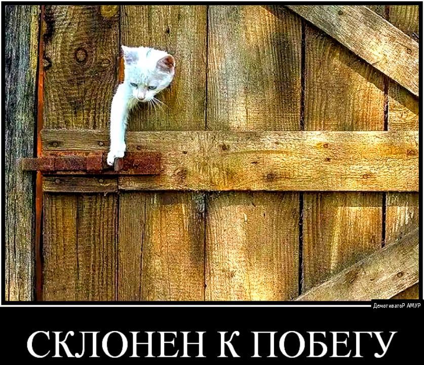 дыиипгвР СКЛОНЕН К ПОБЕГУ