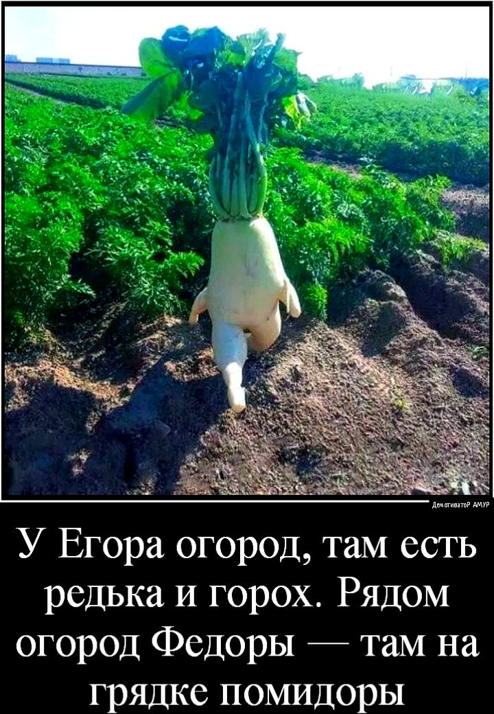 У Егора огород таМ есть редька И горох Рядом огород Федоры таМ на грядке помидоры