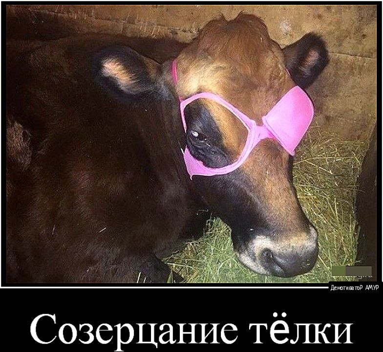 тг _ Лшгиввшд мтв Созерцание Тёлки
