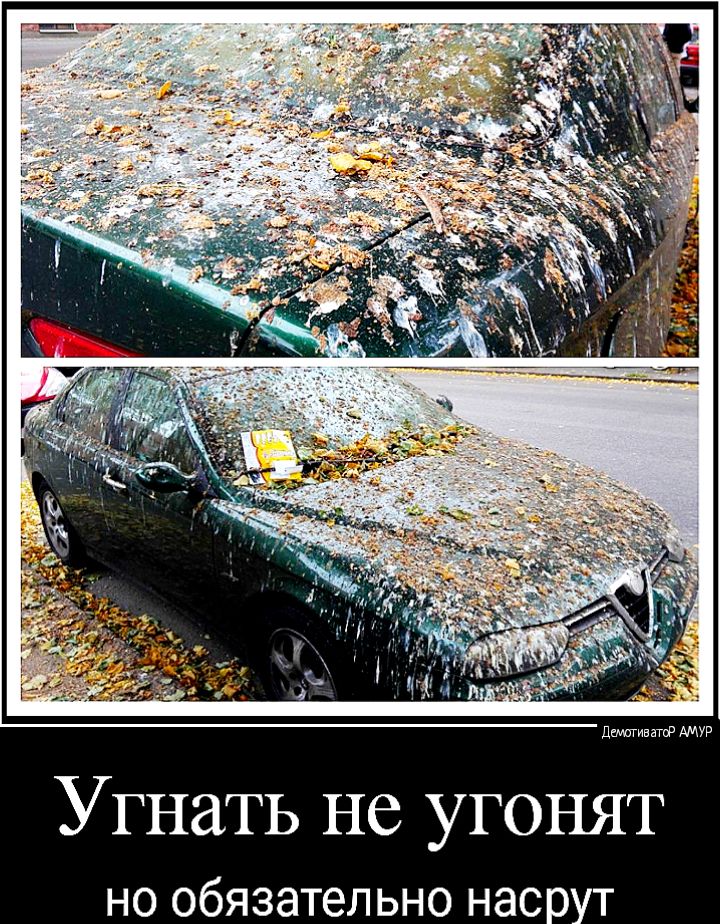дишгивт АМУР УГНЗТЬ не УГОНЯТ но обязательно насрут