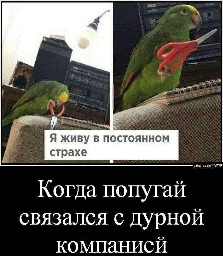 Я живу в по оянном страхе Когда попугай связался с Дурной компанией