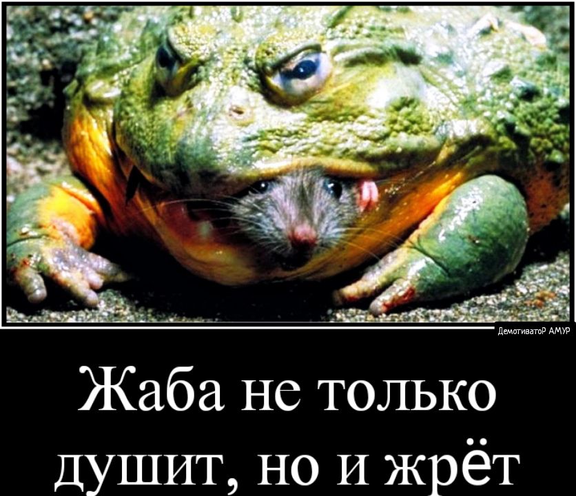 Жаба не только ДУШИТ но И жрёт