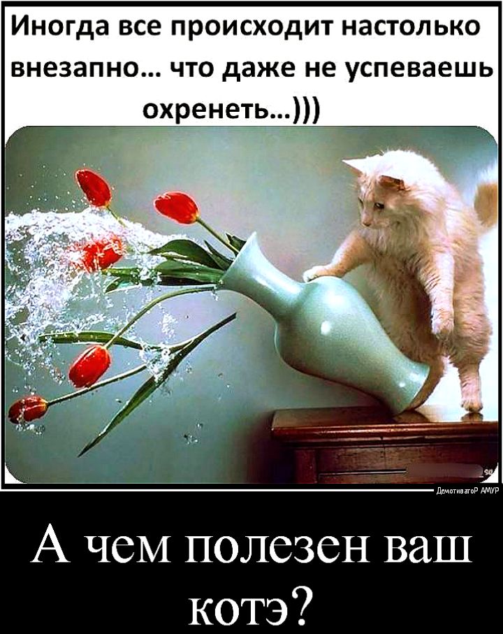 Иногда все происходит НЗСТОЛЬКО внезапно что даже не успеваешь охренеть дБмигипгпР А чеМ полезен ваш котэ