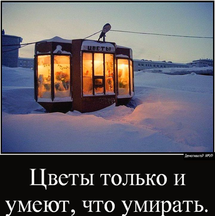 Цветы только И меш что миать