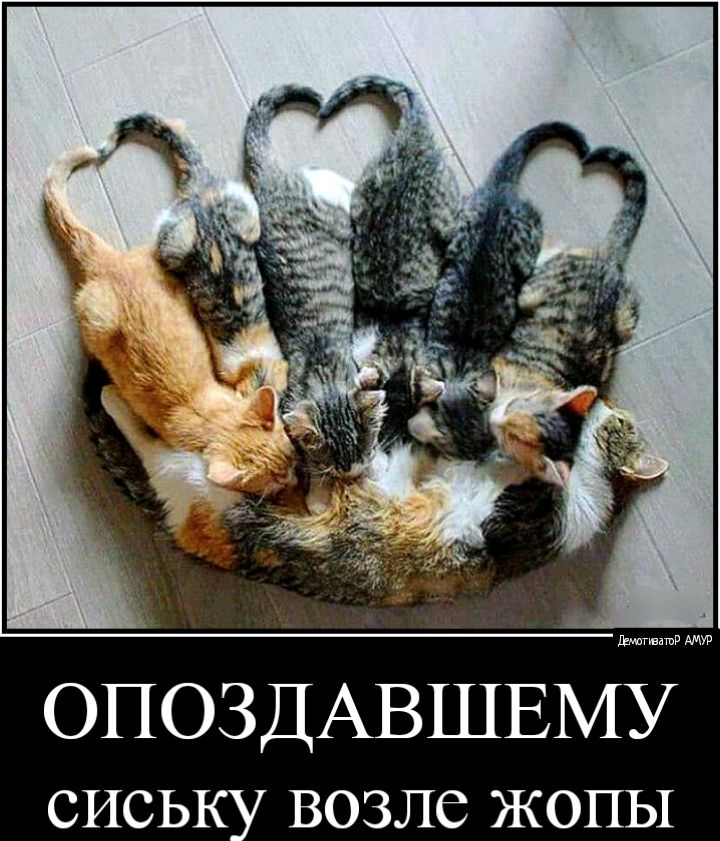 ОПОЗДАВШЕМУ СИСЬК ВОЗЛС ЖОПЫ
