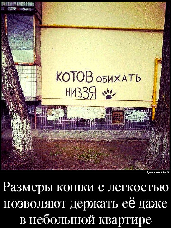 птмяйіій в а Размеры кошки с легкостью позволяют Держать её Даже В небольшой квартире