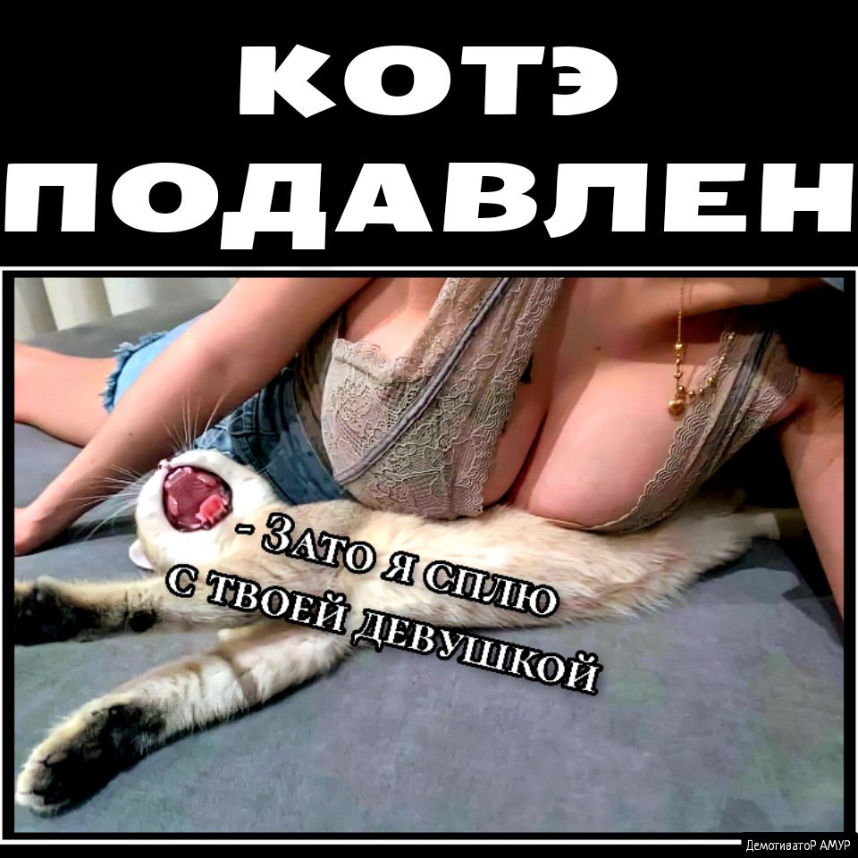 котэ ПОДАВПЕН