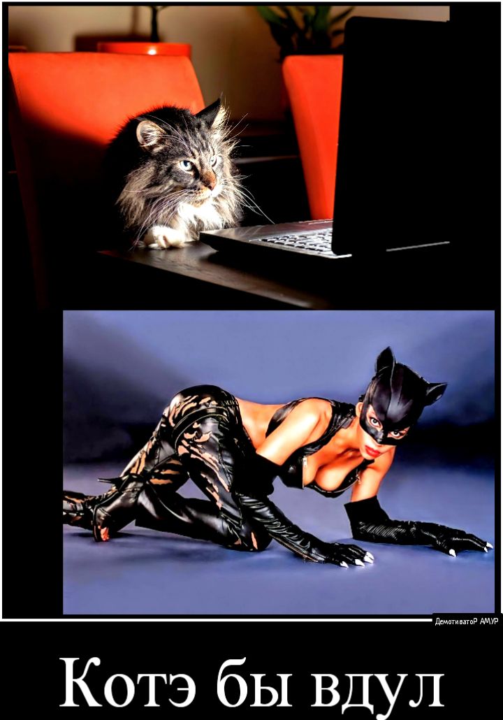 Котэ бы ВДуЛ