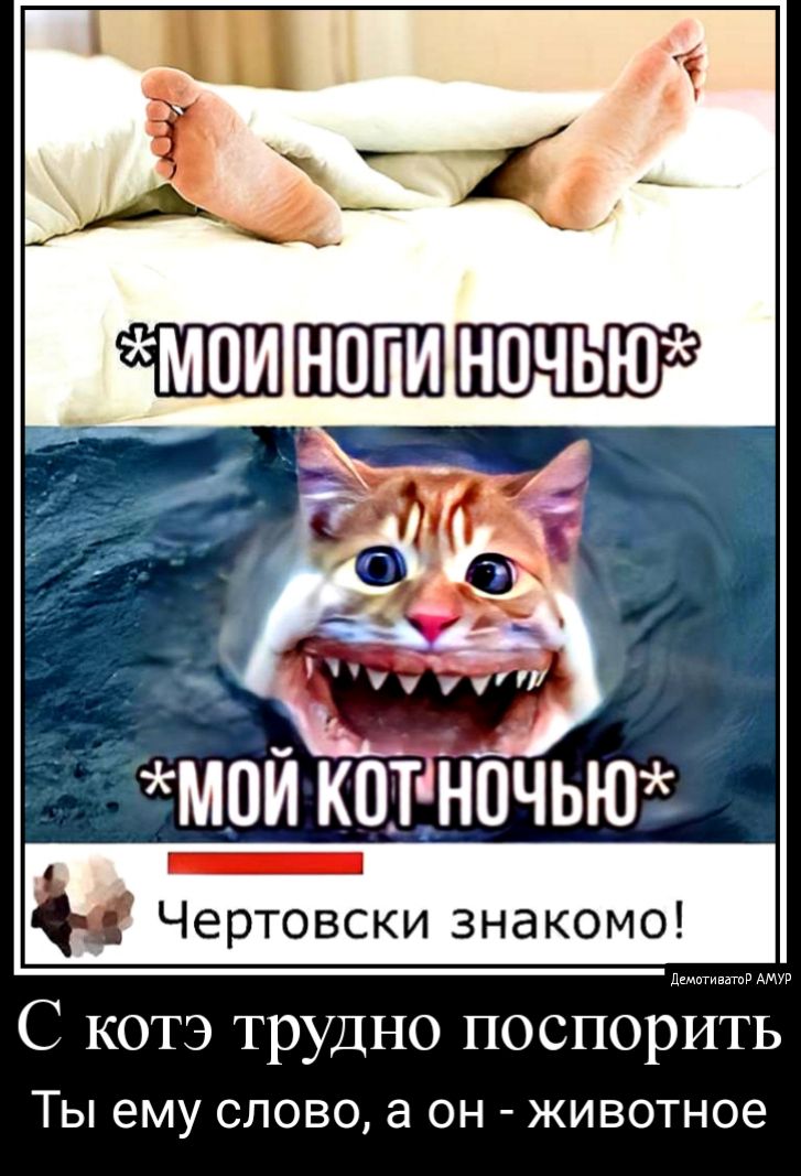 МВЙ КОТНОЧЬЮ _ Чертовски знакомо дьмптивтв АМУР С котэ трудно поспорить ТЫ ему СЛОВО а ОН ЖИВОТНОЭ