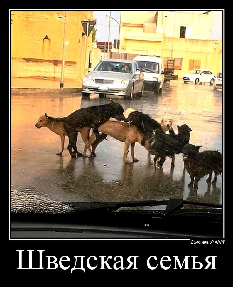 дщигивншР АМУР Шведская семья