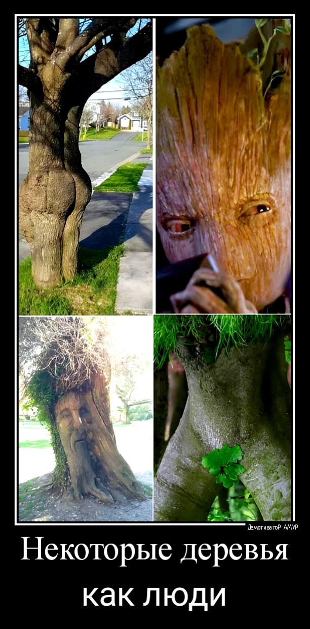 Некоторые Деревья как люди