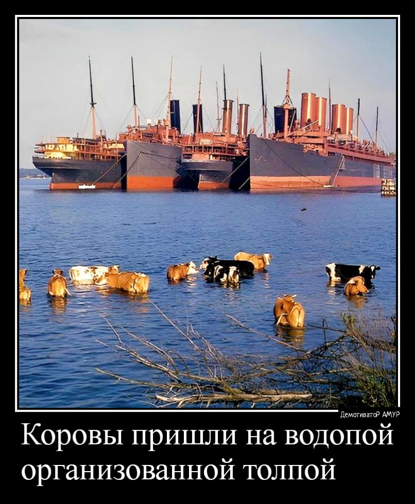 Коровы пришли на водопой организованной толпой