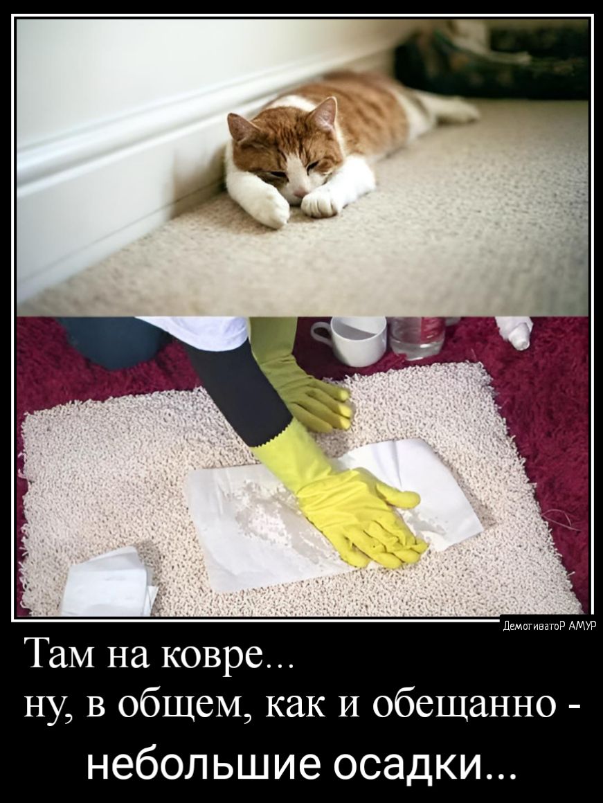 дщотиватр АМУР Там на ковре ну в общем как И обещанно небольшие осадки