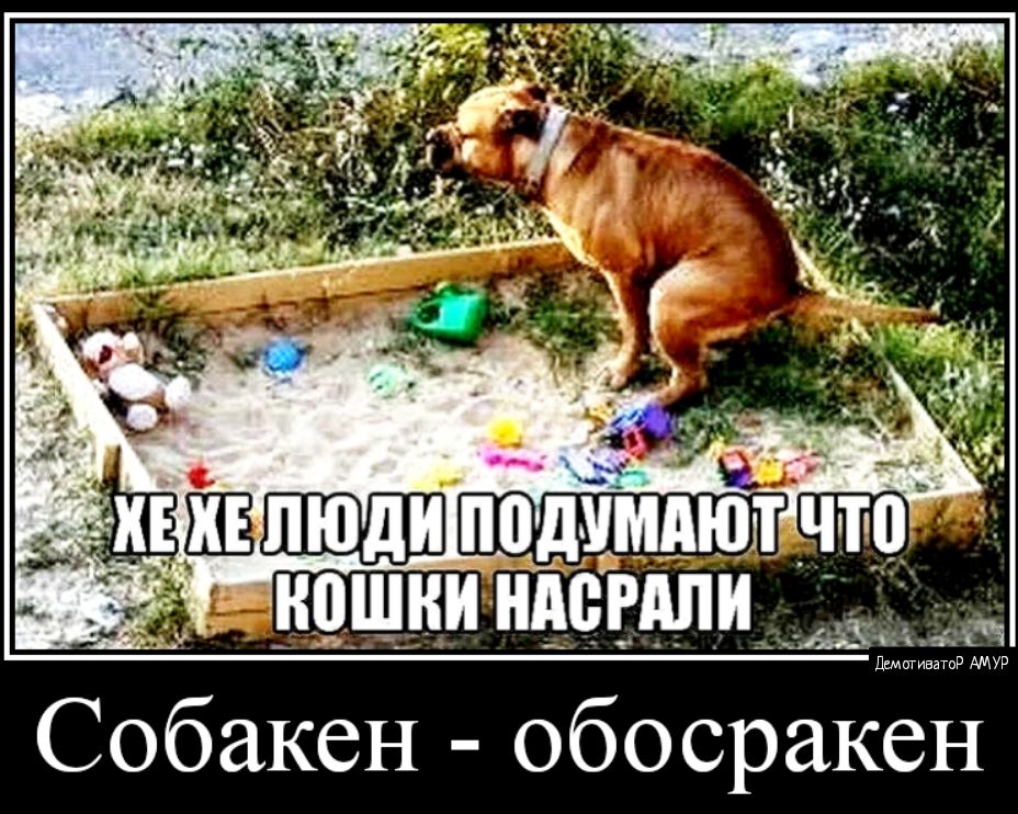 _и9шии ипсвдпи Собакен обосракен Щ дкі