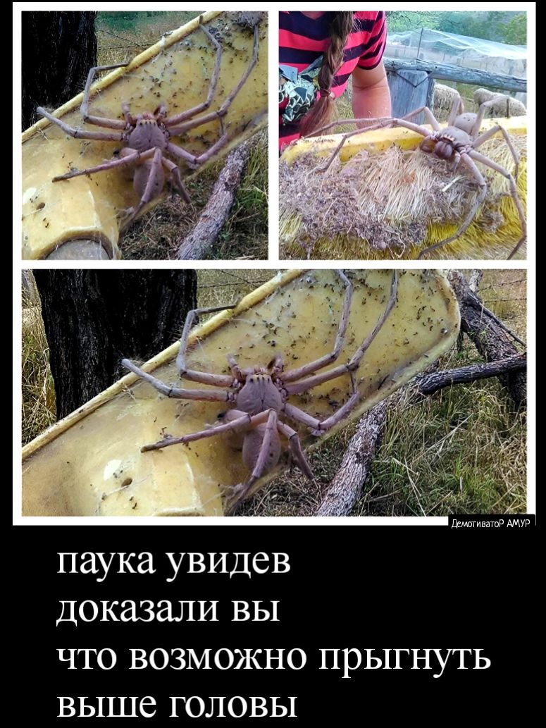 паука увидев доказали вы что возможно прыгнуть выше головы