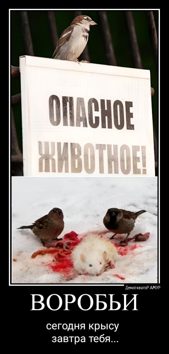 __ сё ВОРОБЬЙ сегодня крысу завтра тебя