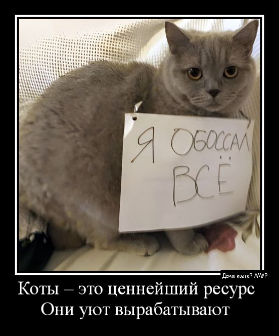 Коты это ценнейший ресурс Они уют вырабатывают