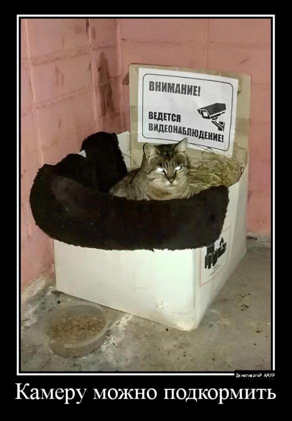 Камеру можно подкормить
