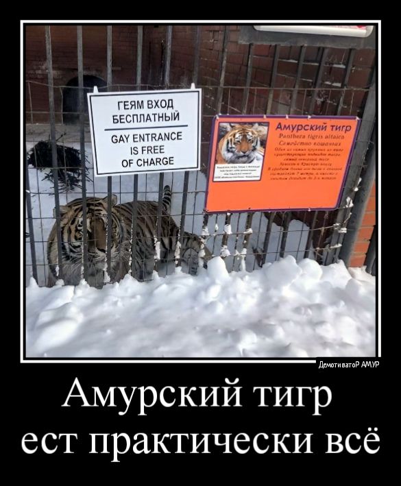 Амурский тигр ест практически всё