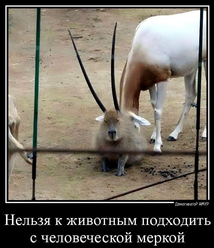 Нельзя к животным подходить с человеческой меркой