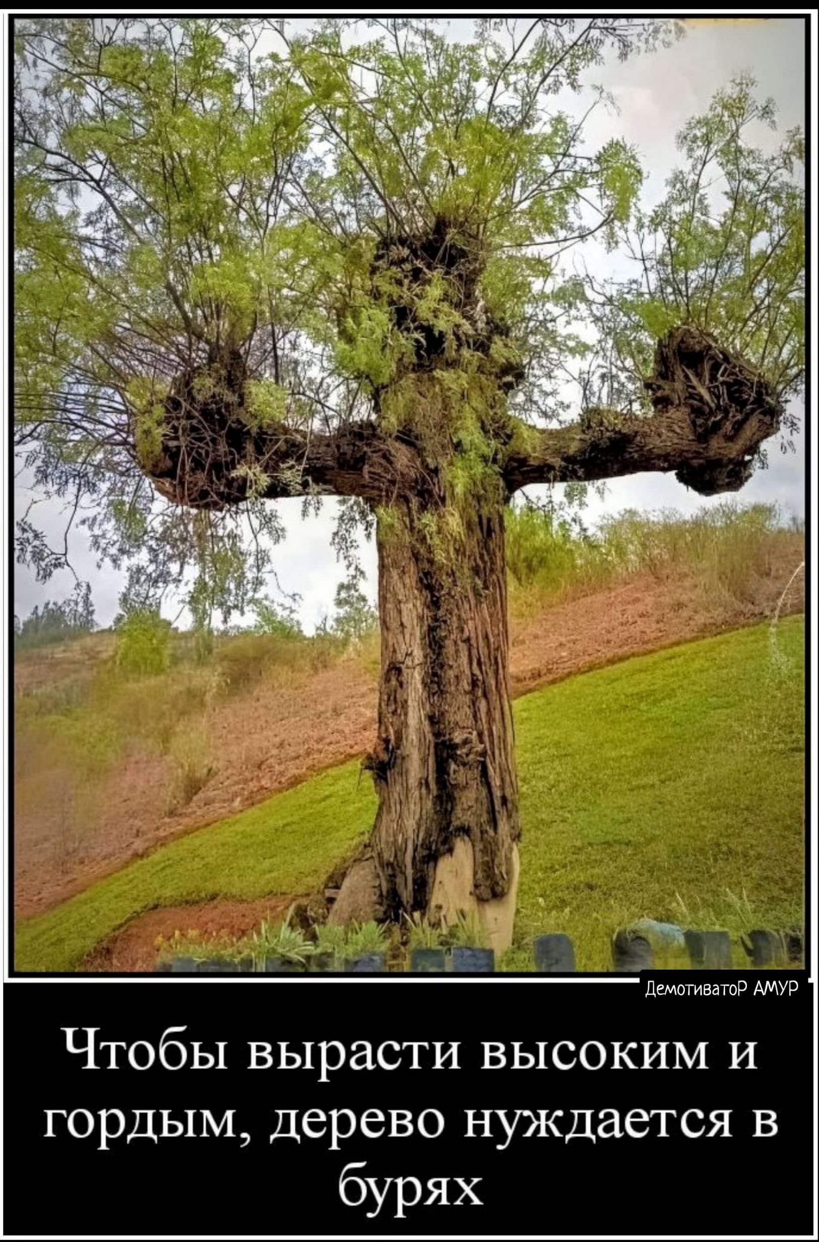 чудо дерево фото