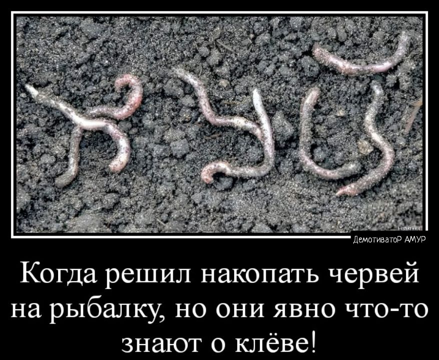 Когда решил накопить червей на рыбалку но они явно что то знают о клёве