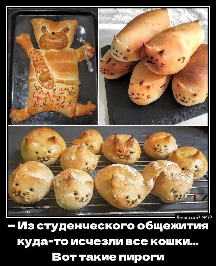Из студенческого общежития куда те исчезли все кошки Вот такие пироги