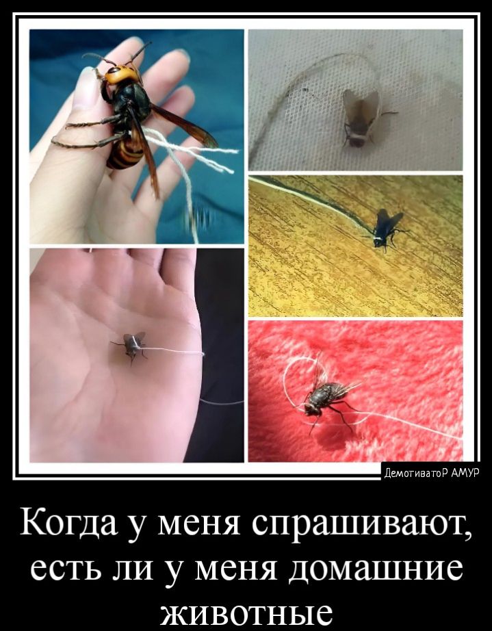 Когда у меня спрашивают есть ли у меня домашние животные