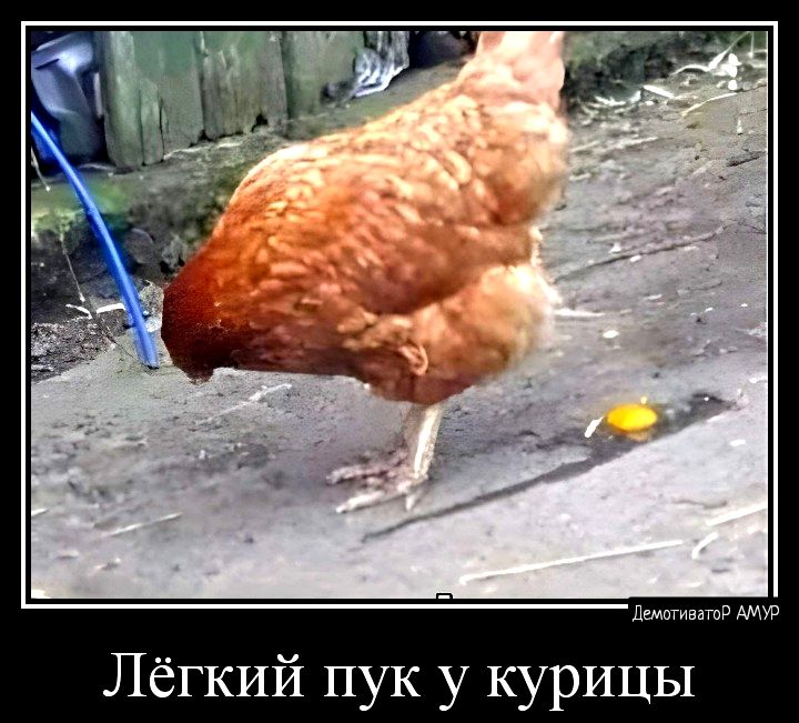 Лёгкий пук у курицы