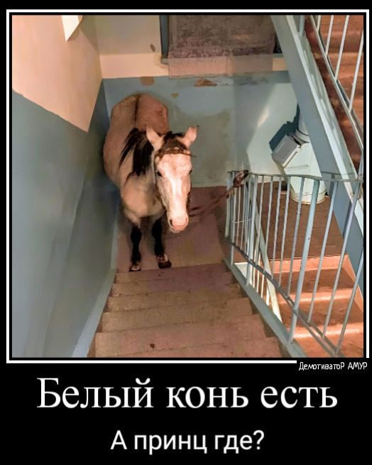 Белый конь есть А принц где