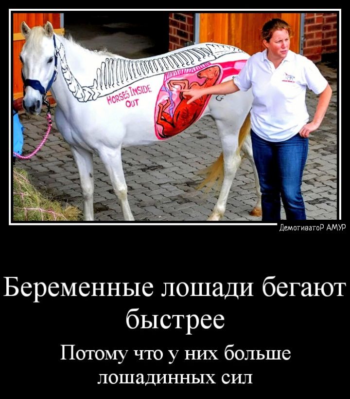 Беременные лошади бегают быстрее Патому что у них больше ЛОШЗДИННЬХХ СИЛ