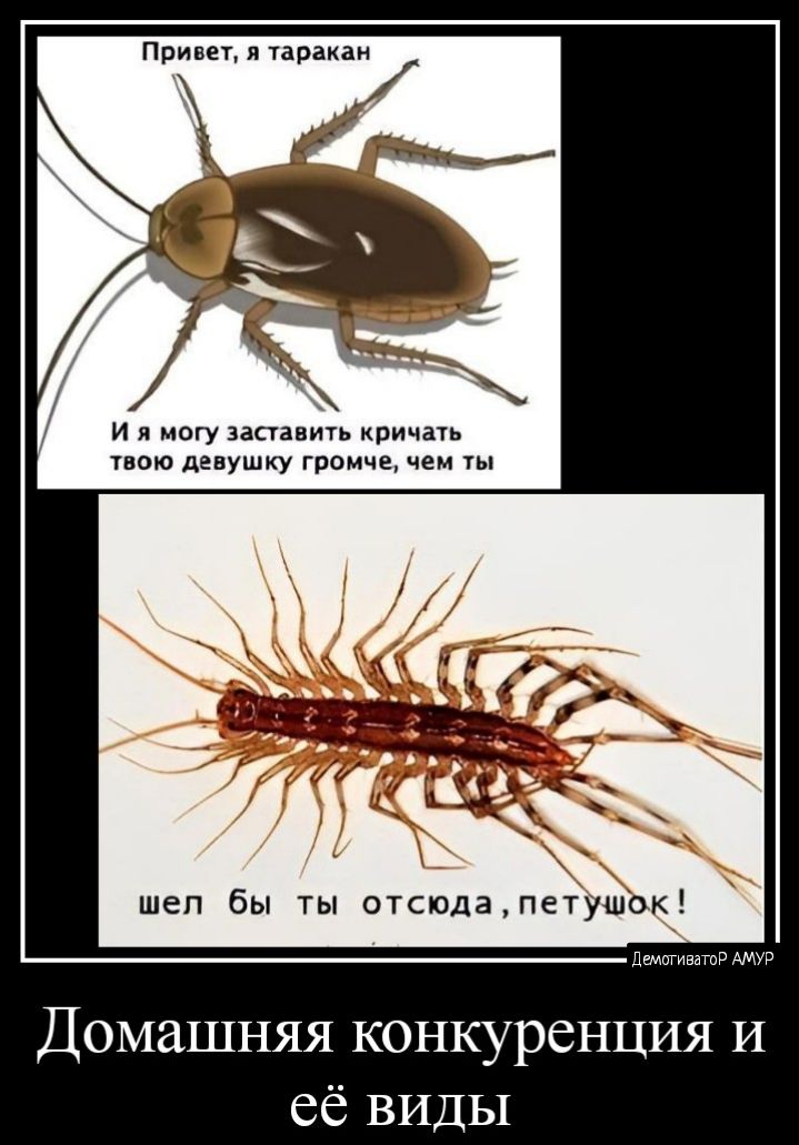 при ы таракан и я могу запить кричат и девушку Громче чем шеп бы ты отсюдапетушк Домашняя конкуренция и её виды