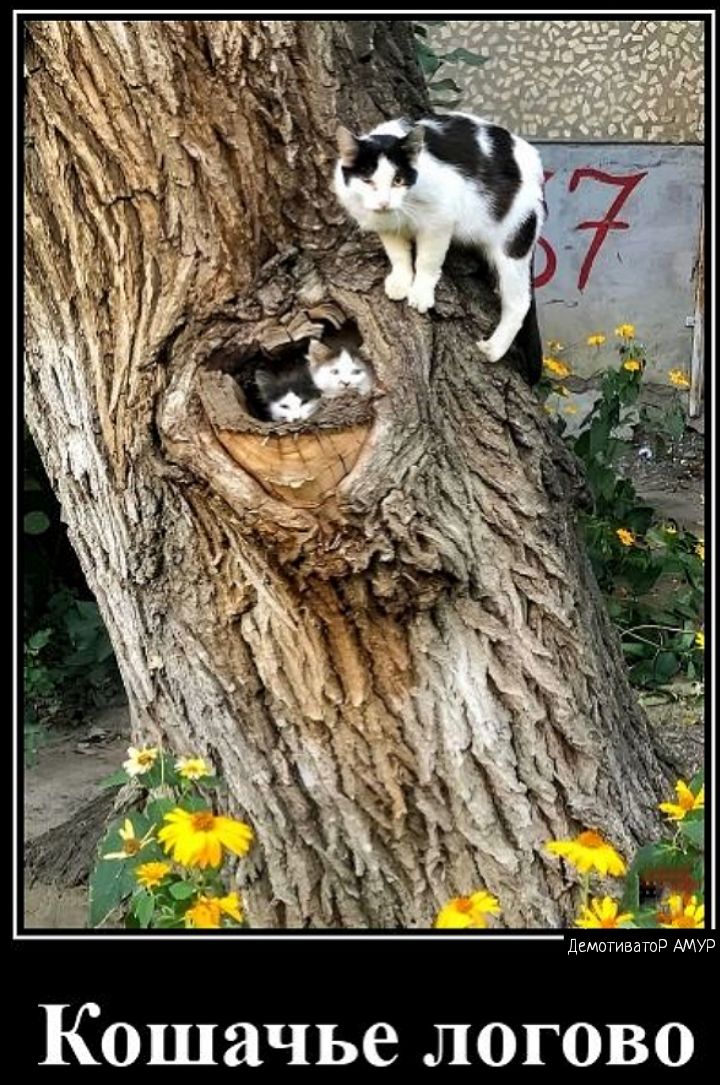 Кошачье логово