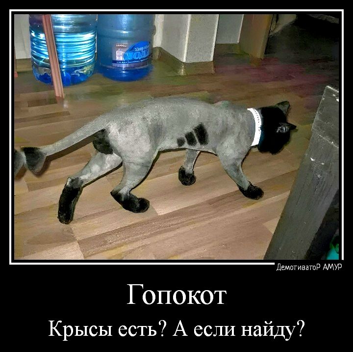 ли шп Гопокот Крысы есть А если найду