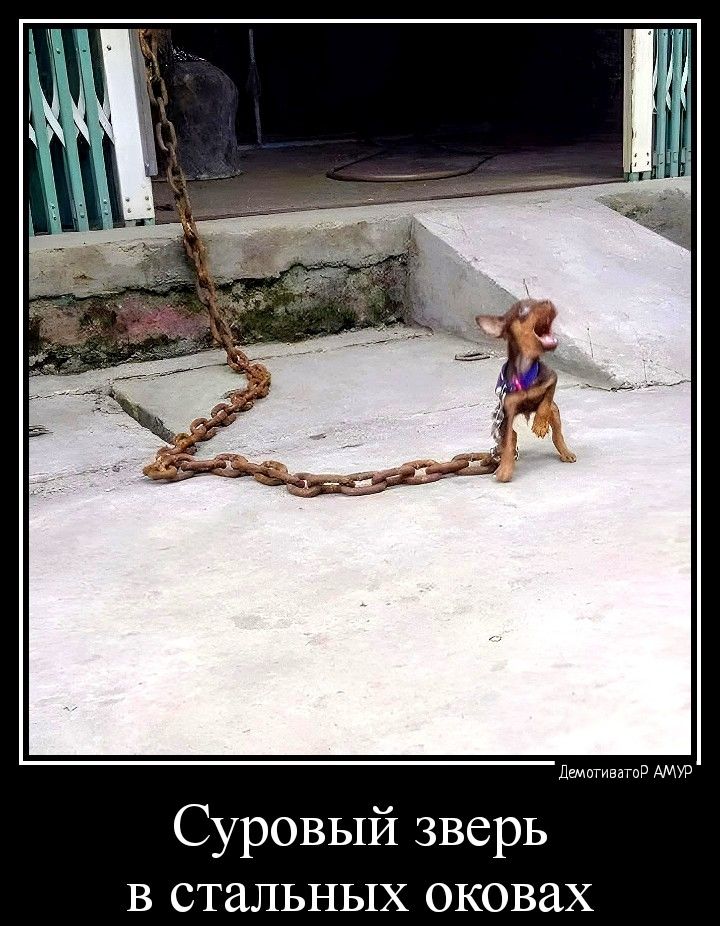 Суровый зверь в стальных окова