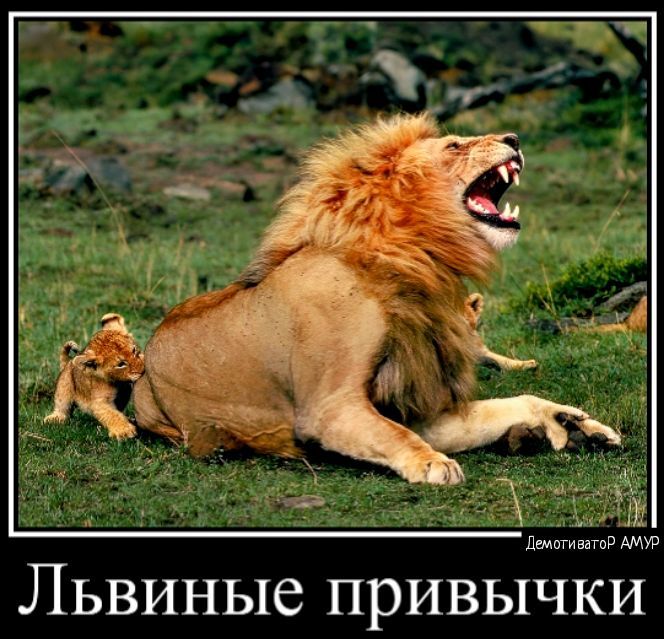 п ЛЬВИНЬ16 ПРИВЬ1ЧКИ
