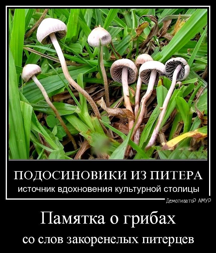 ПОДОСИНОВИКИ ИЗ ПИТЕРА источник вдохновения культурной столицы демпгивато АМУР Памятка о грибах со слов закоренелых питерцев