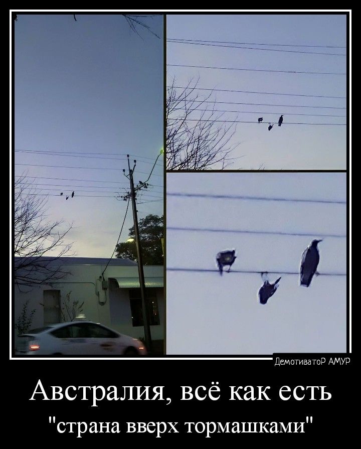 дающим р мт Австралия всё как ест рана вверх тормашками