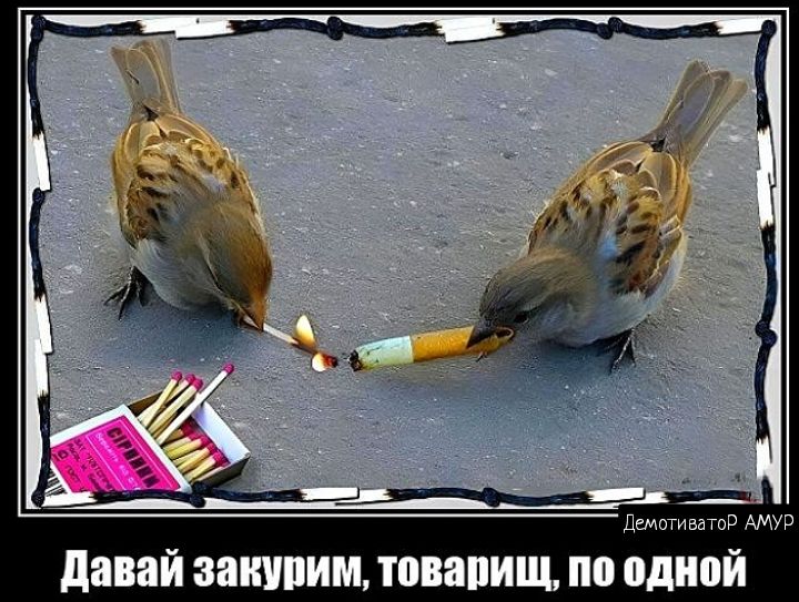 Дшиимтап АМУР давай закипит товапищ по одной