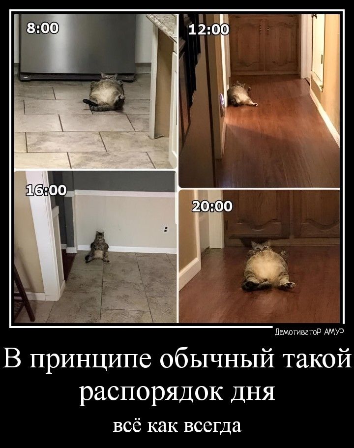 тащите Аще В принципе обычный такой распорядок дня всё как всегда