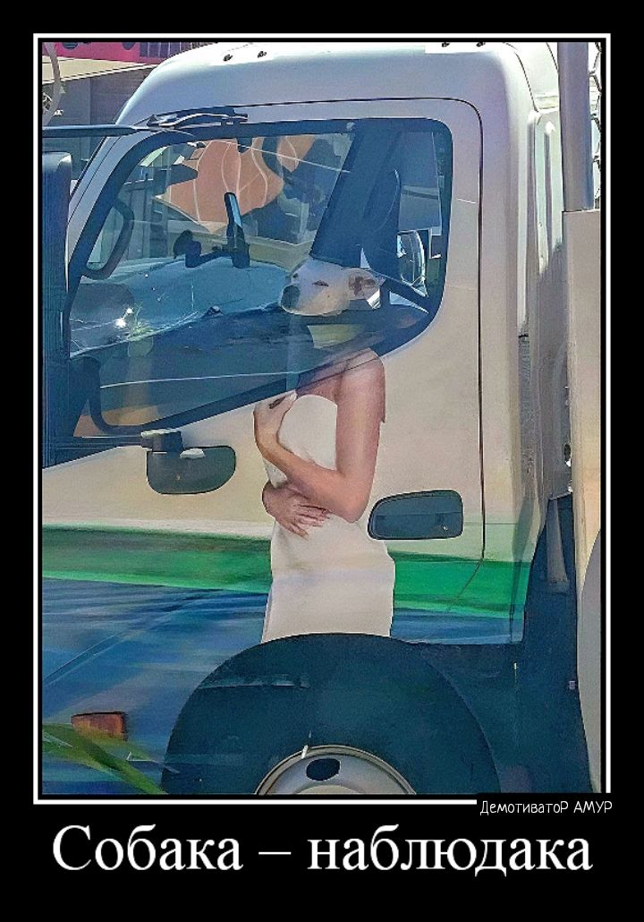 шмотки мау ч Собака наблюдака