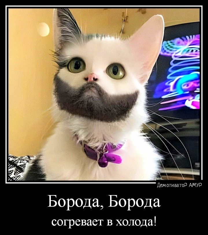 Борода Борода согревает в холода