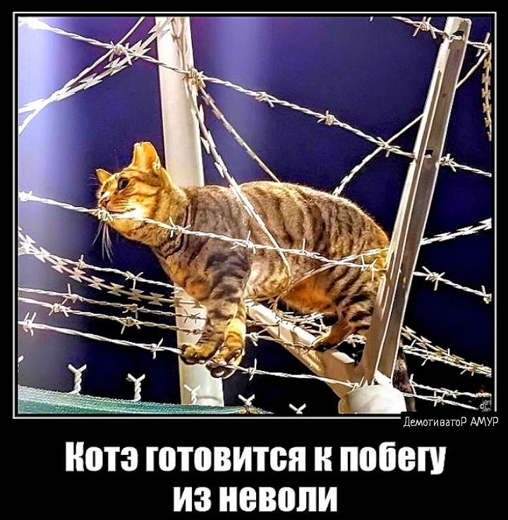 ВТЗ готовится Е побег из неволи